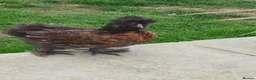 Chickens poultry for sale: Pekin frizzle, polish,silkie cockerels - Advert 3