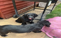 Mixed Breed dogs for sale: Spangold retrievers in Stourport-on-Severn - Image 14