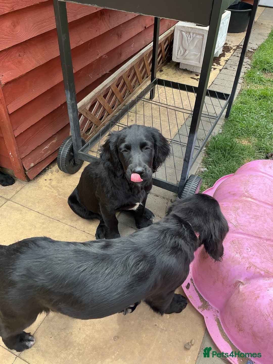 Mixed Breed dogs for sale: Spangold retrievers in Stourport-on-Severn - Image 14