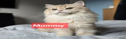 British Shorthair cats for sale: Pedigree golden British shorthair  - Advert 33