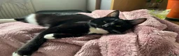 Domestic Shorthair cats for sale: Maja–4yo Cat Looking for an Elderly Companion - Advert 5