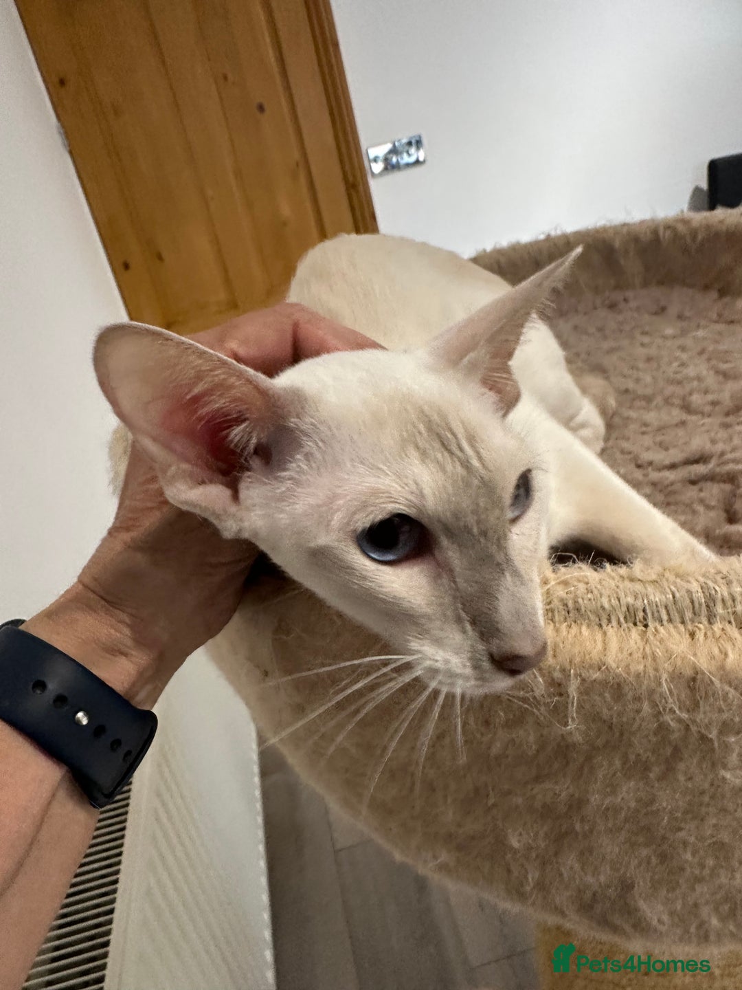 Siamese cats for sale: Sweet Siamese Female Lilac Point Active Register - Advert 3