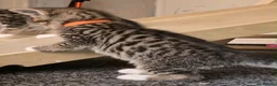 Bengal cats for sale: Bengal x tabby kittens  - Advert 3