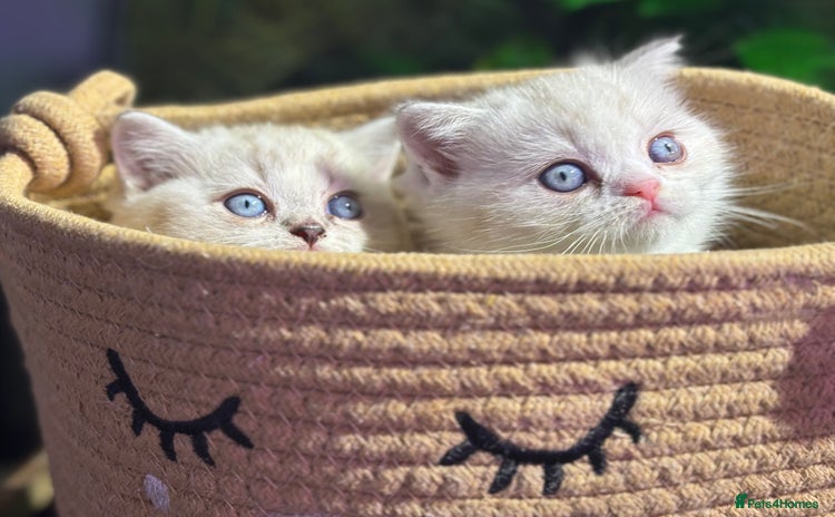 Munchkin cats - Advert 2