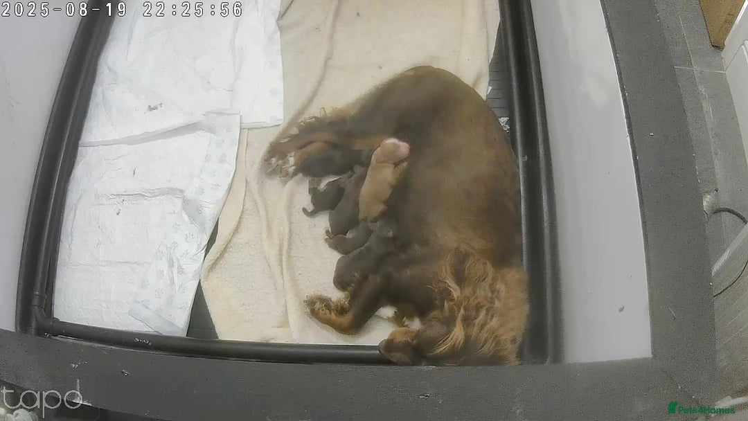 Cocker Spaniel dogs for sale: Make Working cocker spaniel puppies  - Image 14