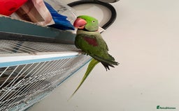 Parrots birds for sale: Alexandrine male - Image 4