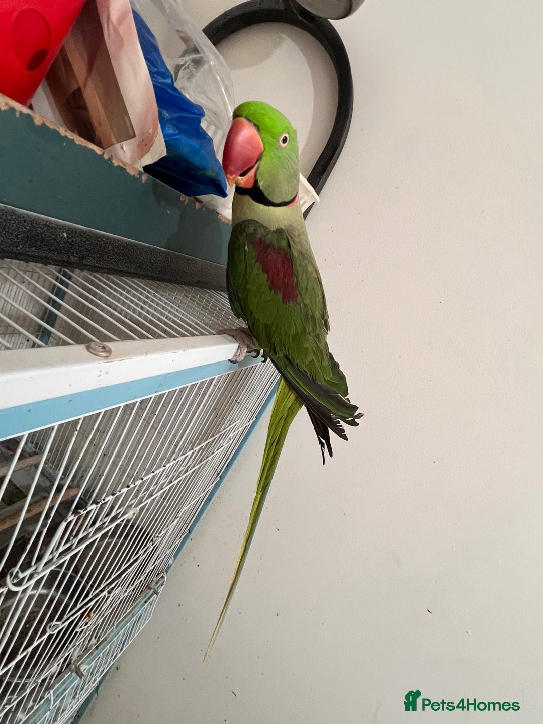 Parrots birds for sale: Alexandrine male - Image 4