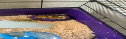 Hamster rodents for sale: Gorgeous Female Hamster Available in Leatherhead - Advert 3