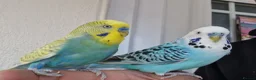 Budgerigars birds for sale: Super silly hand tamed Budgies  - Advert 14