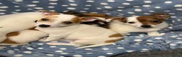 Jack Russell dogs for sale: Miniature Jack Russell puppies in Hamilton - Advert 7
