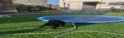 Borador dogs for sale: 2 10 week old Collie Labradour cross girls - Advert 15