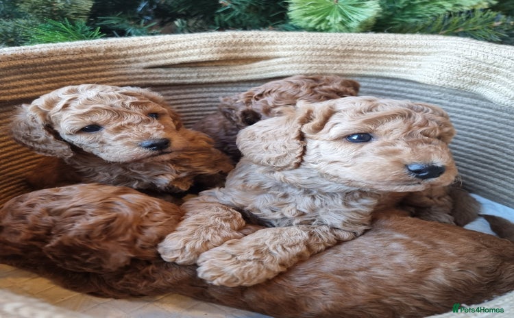 Goldendoodle dogs - Advert 4