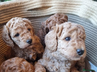 Goldendoodle dogs - Advert 35