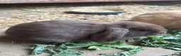 Mini Lion Lop rabbits for sale: Mini lion lop baby bunnies looking for homes  - Advert 6