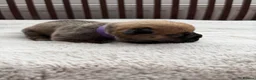 Mixed Breed dogs for sale: 8 Bullpei x French BullDog puppies for sale  - Advert 12