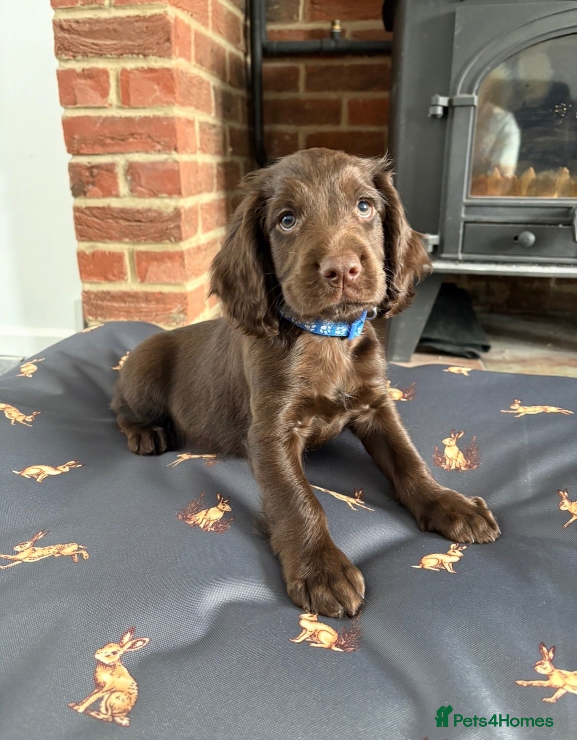 Sprocker dogs Fully DNA Health Tested F1 Sprocker Puppies - Advert 2