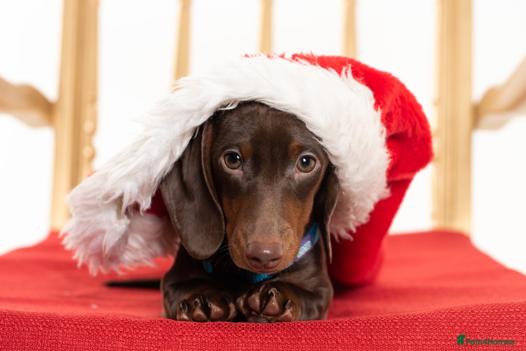 Miniature Dachshund dogs for stud: Miniature Dachshund STUD dog  - Advert 1