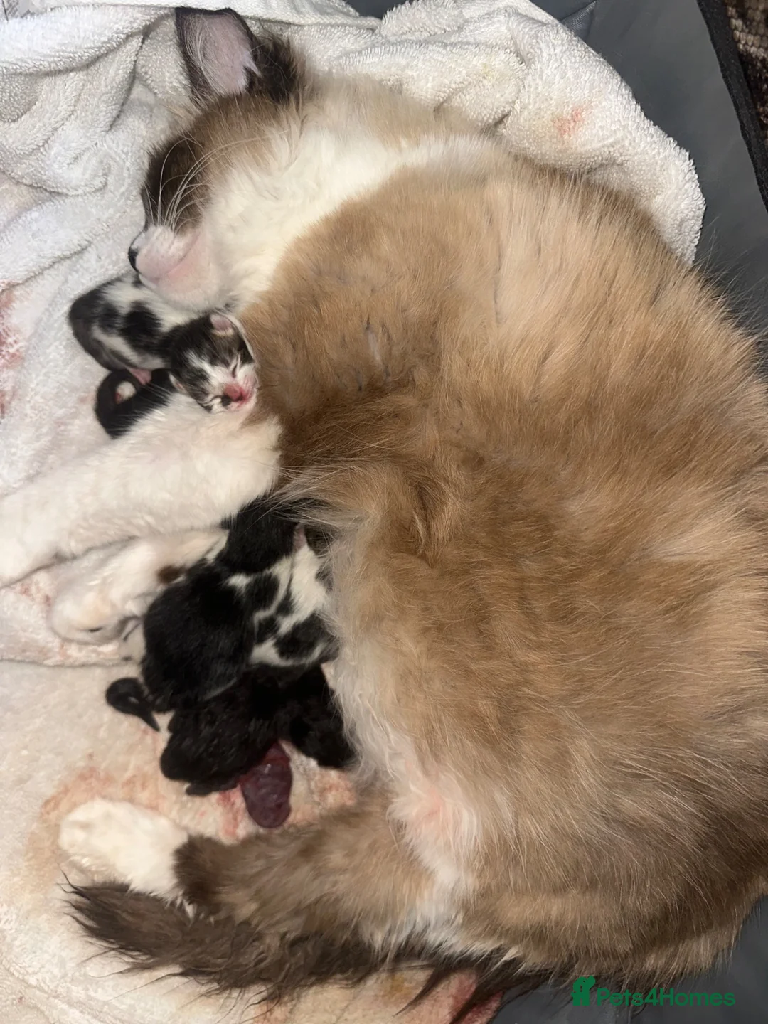 Ragdoll cats for sale: Ragdoll X kittens  in London - Advert 4