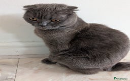 Scottish Fold cats for sale: Scottish Fold Cat Looking for a Loving Home - Image 5