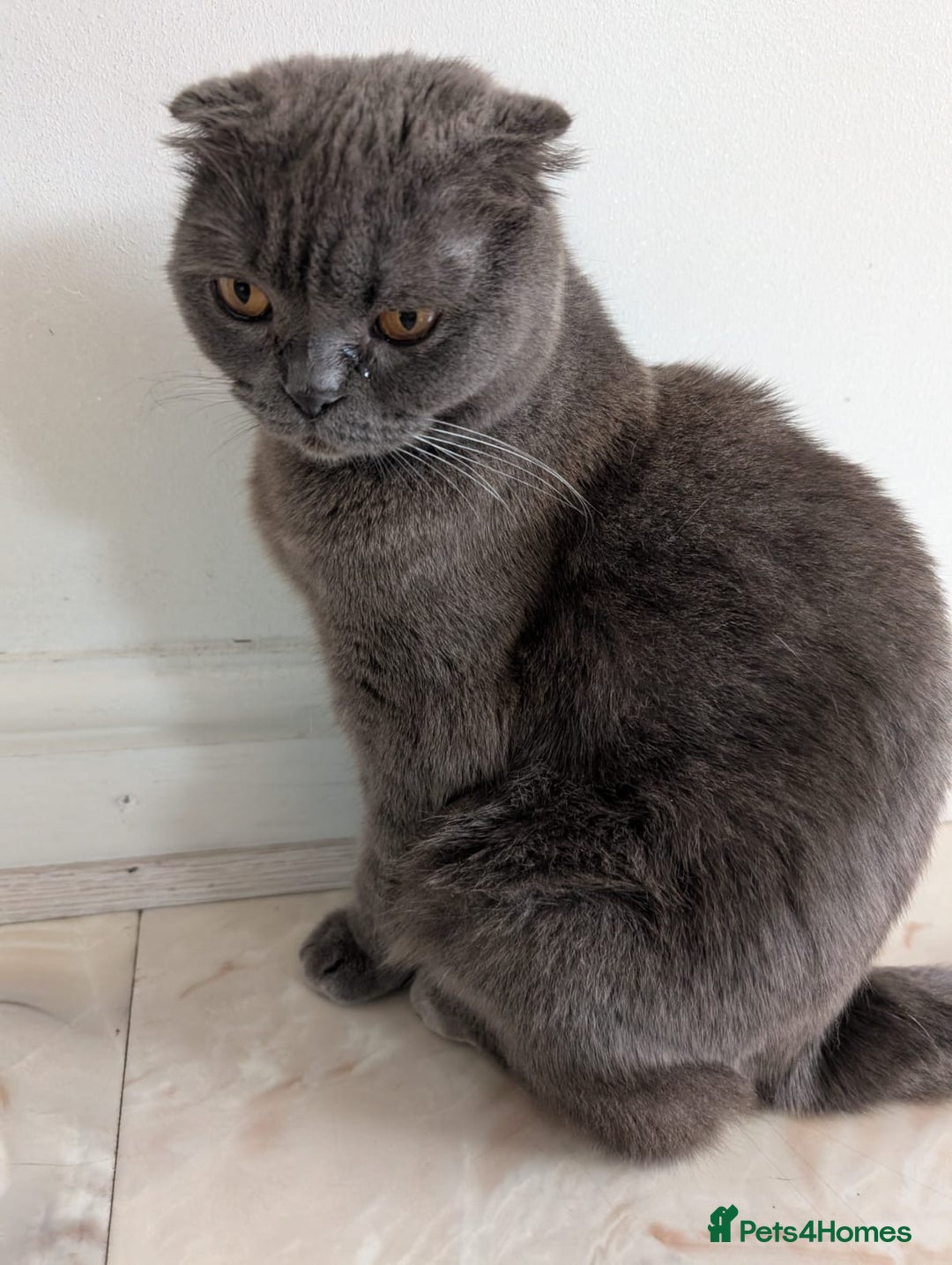 Scottish Fold cats for sale: Scottish Fold Cat Looking for a Loving Home - Image 5