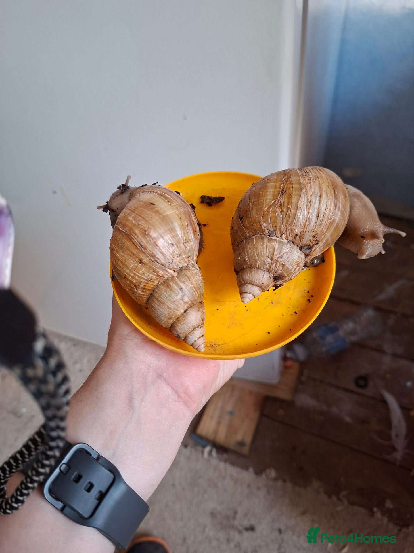 Snails invertebrates African land snail - Advert 2
