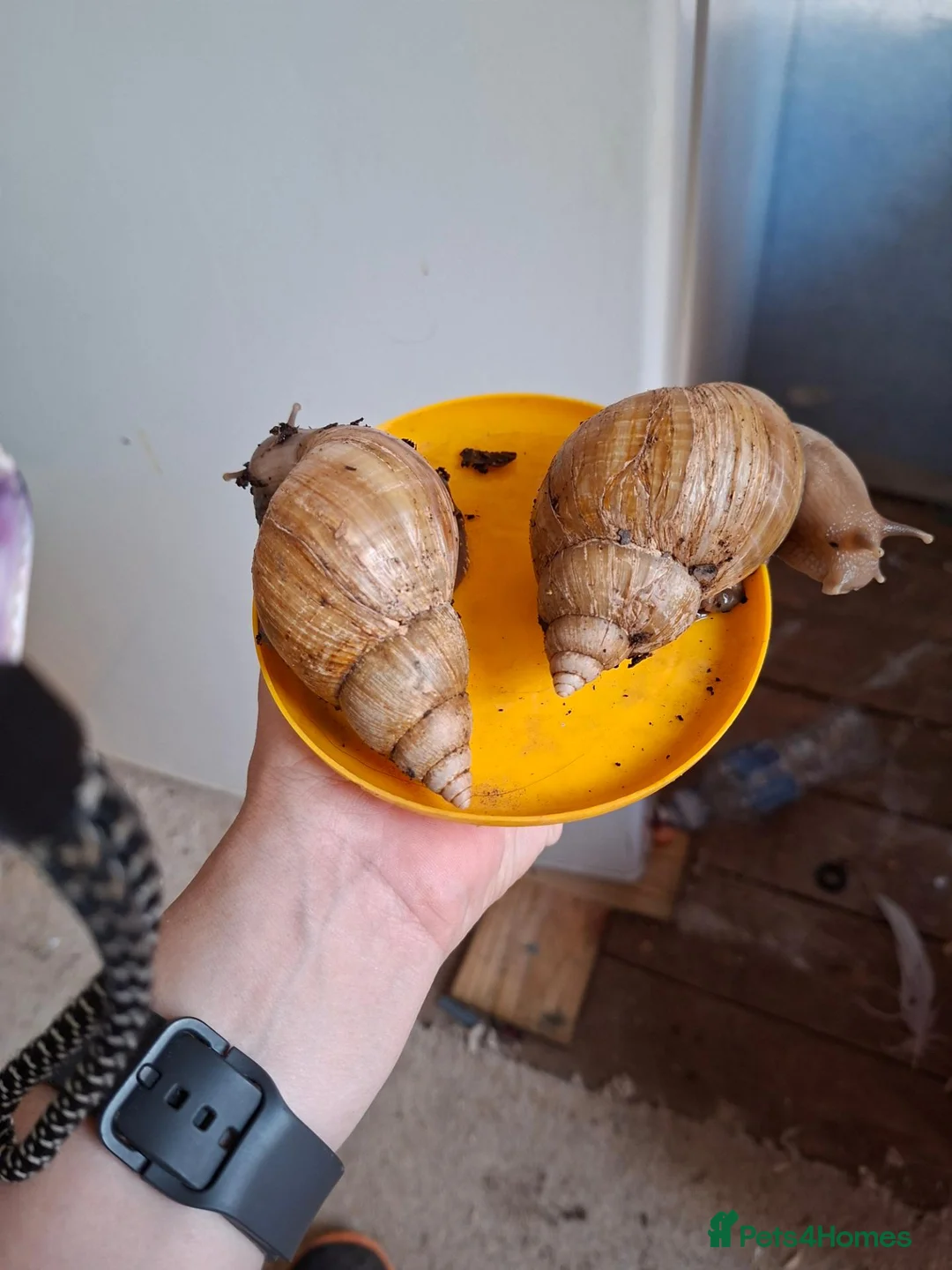 Snails invertebrates for sale: African land snail in Wellington - Advert 2