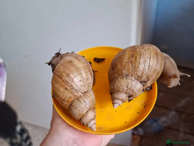 Snails invertebrates African land snail - Advert 2