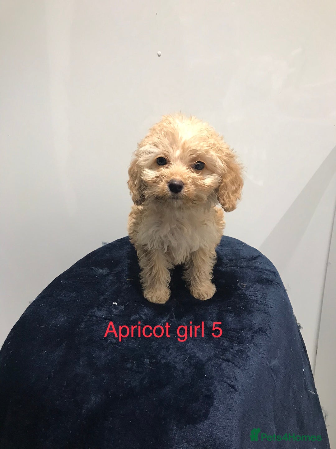 Cockapoo dogs for sale: F1 Cockapoo - Image 9