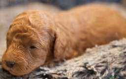 Cavapoo dogs for sale: Gorgeous F1B Fox Red Cavapoo Puppies - Image 29