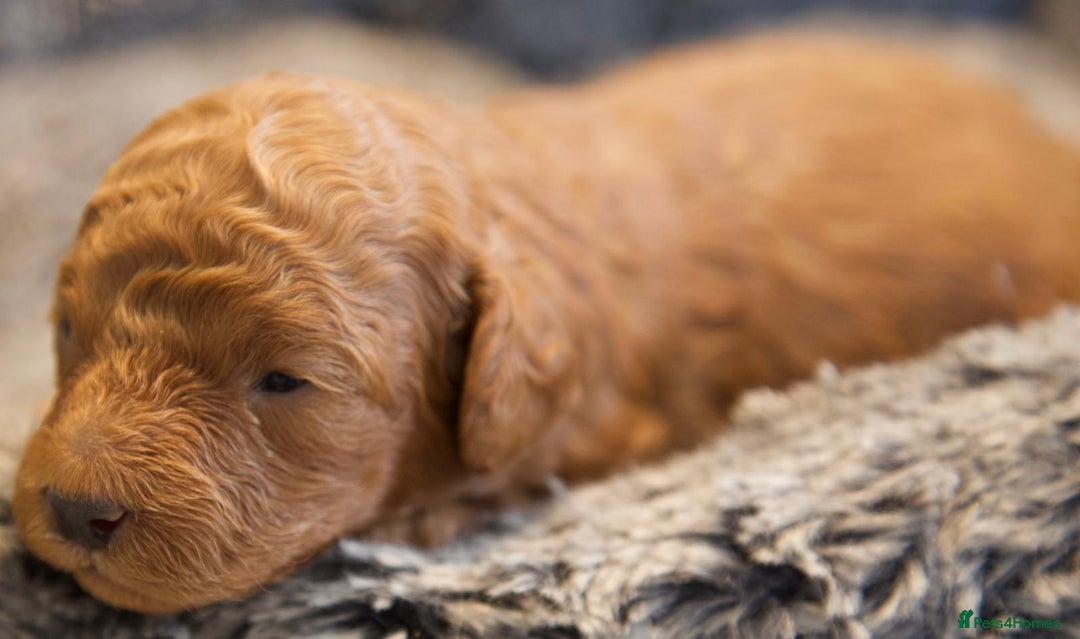 Cavapoo dogs for sale: Gorgeous F1B Fox Red Cavapoo Puppies - Image 29