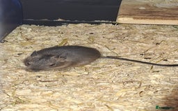Degus rodents for sale: Degus for sale - Image 5