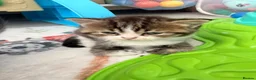 Scottish Fold cats for sale:  * Beautiful Scottish Straight Kittens for Sale! in Leeds - Advert 10