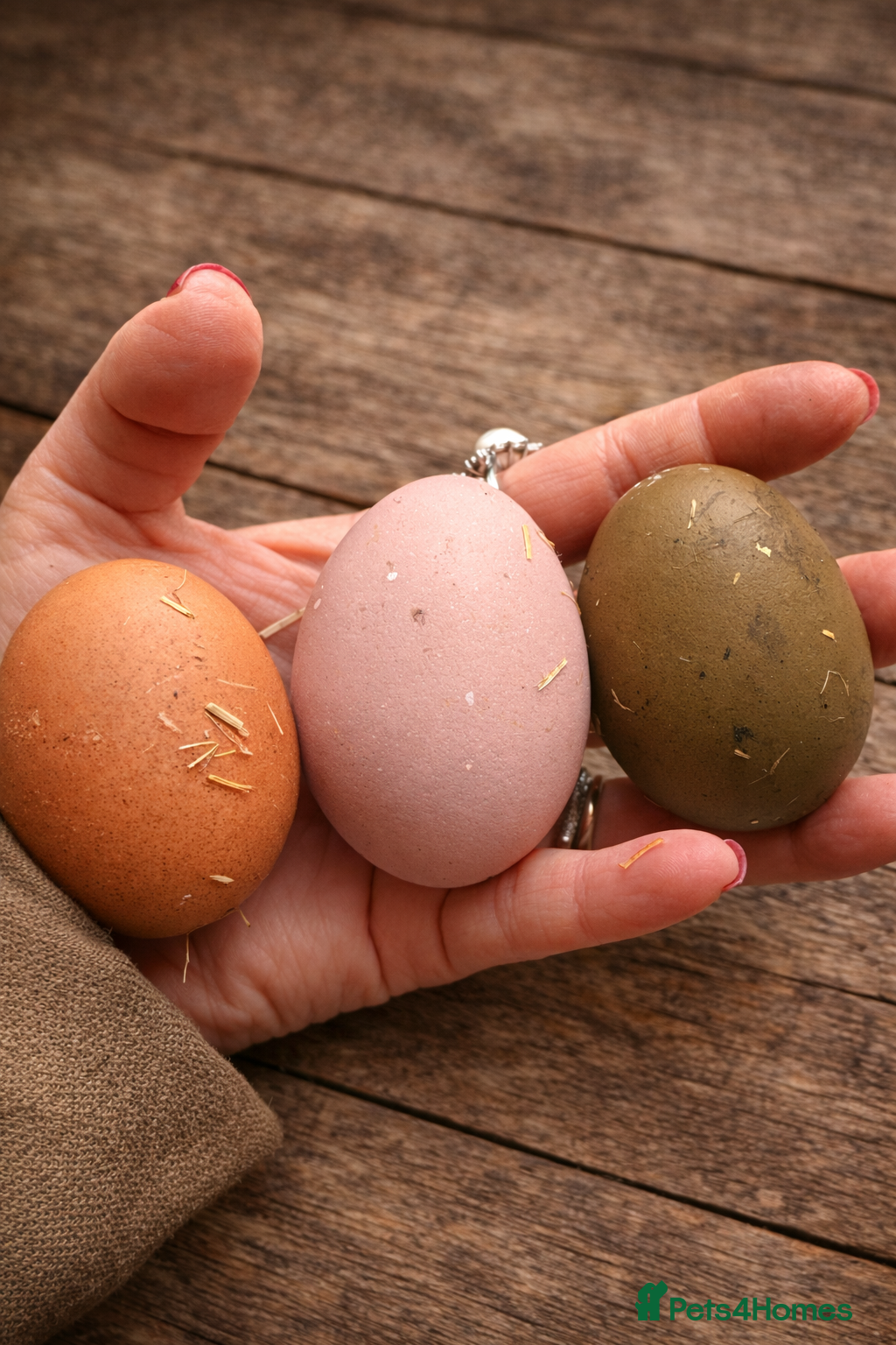 Chickens poultry 6x mixed breed fertile hatching eggs  in Ripley - Advert 1