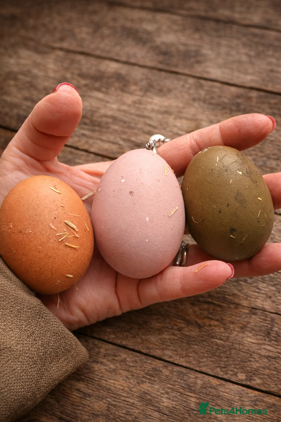 Chickens poultry for sale: 6x mixed breed fertile hatching eggs  in Ripley - Advert 1