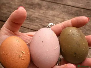 Chickens poultry 6x mixed breed fertile hatching eggs in Ripley - Advert 1