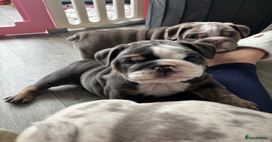 English Bulldog dogs - Advert 1