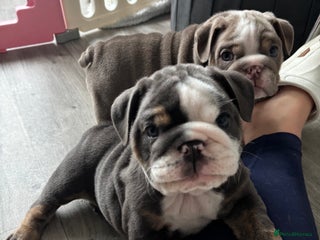 English Bulldog dogs - Advert 8