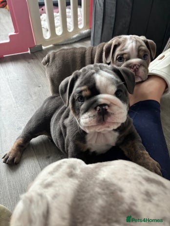 English Bulldog dogs - Advert 4