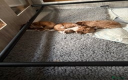 Mixed Breed dogs for sale: Australian Labradoodle  1 girl available - Image 7
