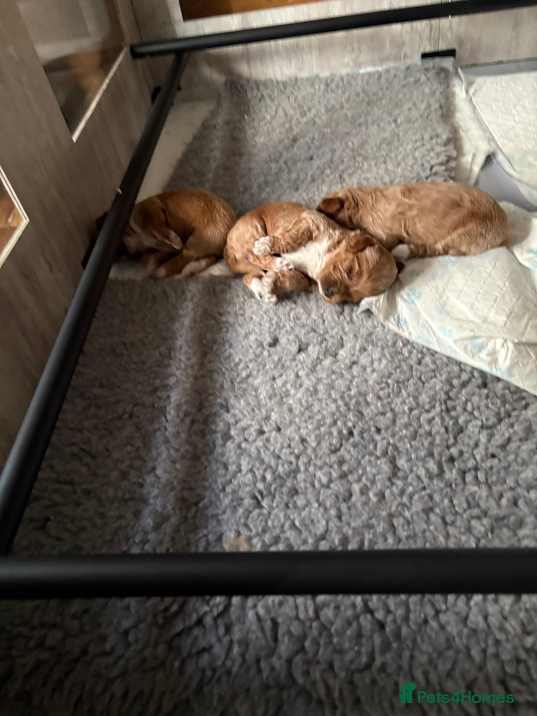 Mixed Breed dogs for sale: Australian Labradoodle  1 girl available - Image 7