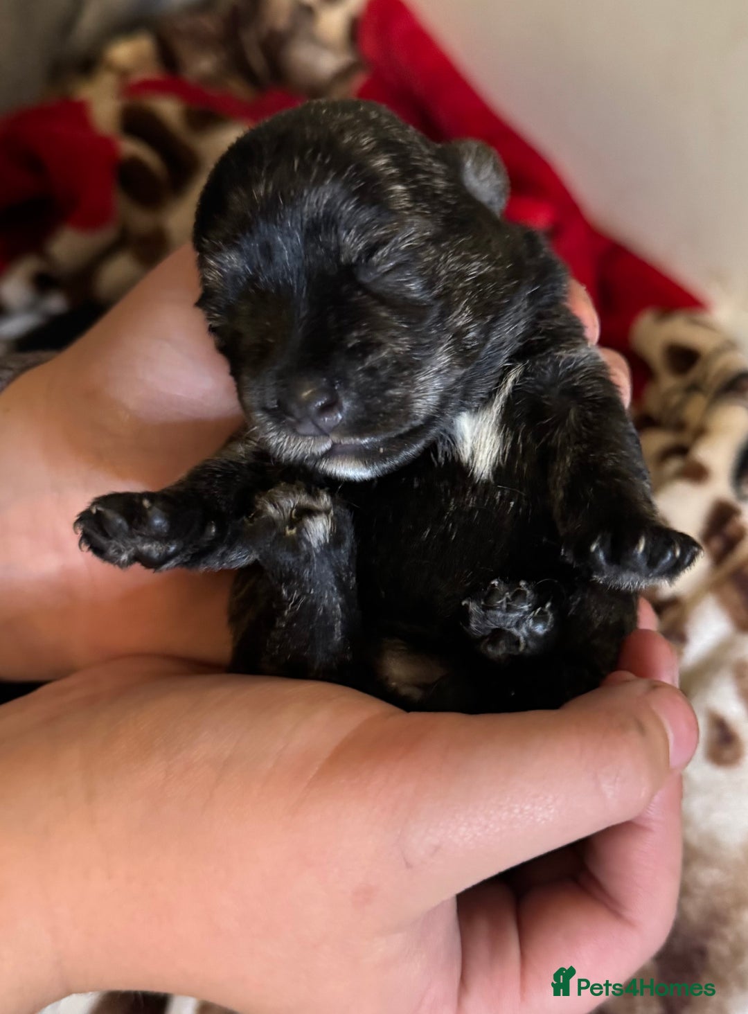 Mixed Breed dogs for sale: westie /wauzers - Advert 14