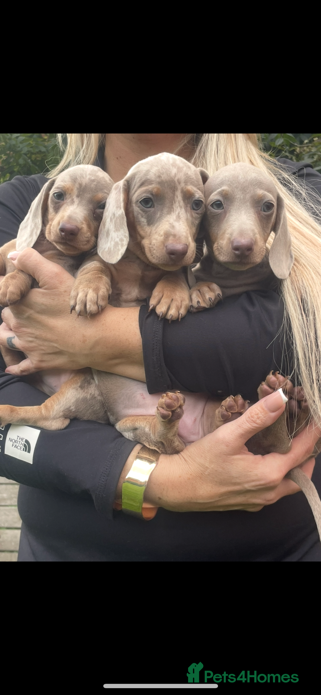 Miniature Dachshund dogs for sale: Ready now 💕 kc reg miniature dachshunds  - Image 3