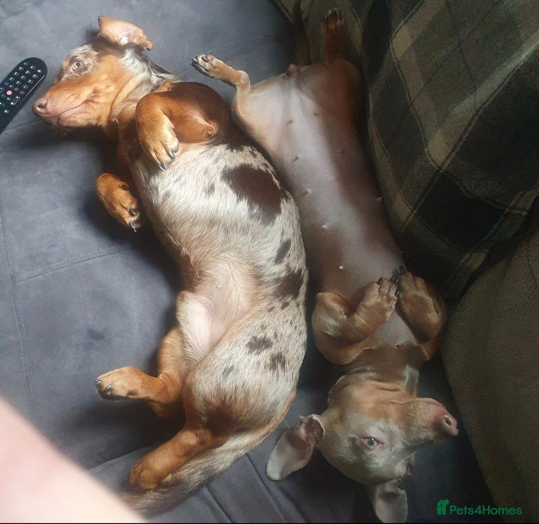 Miniature Dachshund dogs for sale: Martha & Arthur £600 for both  - Image 11
