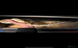 Python Snake reptiles for sale: Ball python with set up  - Image 6