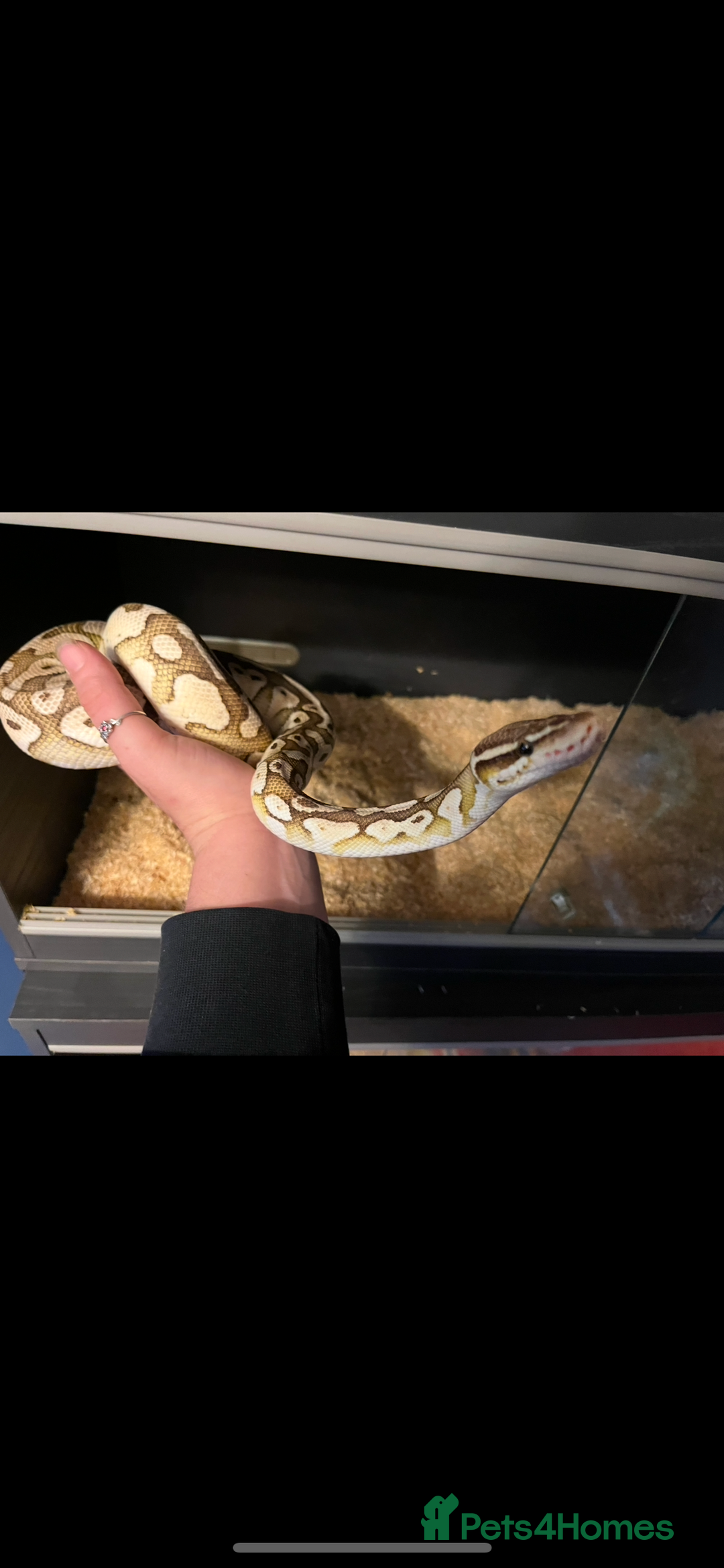 Python Snake reptiles for sale: Ball python with set up  - Image 6