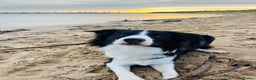 Border Collie dogs for stud: 🐾 Handsome Purebred Border Collie Stud 🐾 - Advert 2