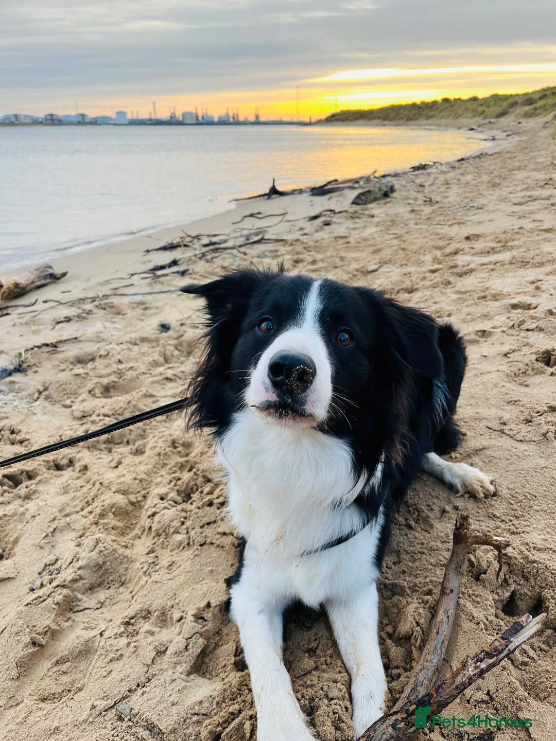 Border Collie dogs for stud: 🐾 Handsome Purebred Border Collie Stud 🐾 - Advert 2