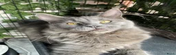 Maine Coon cats for sale: 💙*🦁*BLUE MAINE COON*💎*KITTENS*🦁*💙 - Advert 10