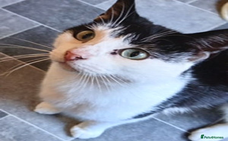 Mixed Breed cats - Advert 3