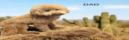 Doxiepoo dogs for sale: Doxipoo puppies, dna health tested parents.  - Advert 2